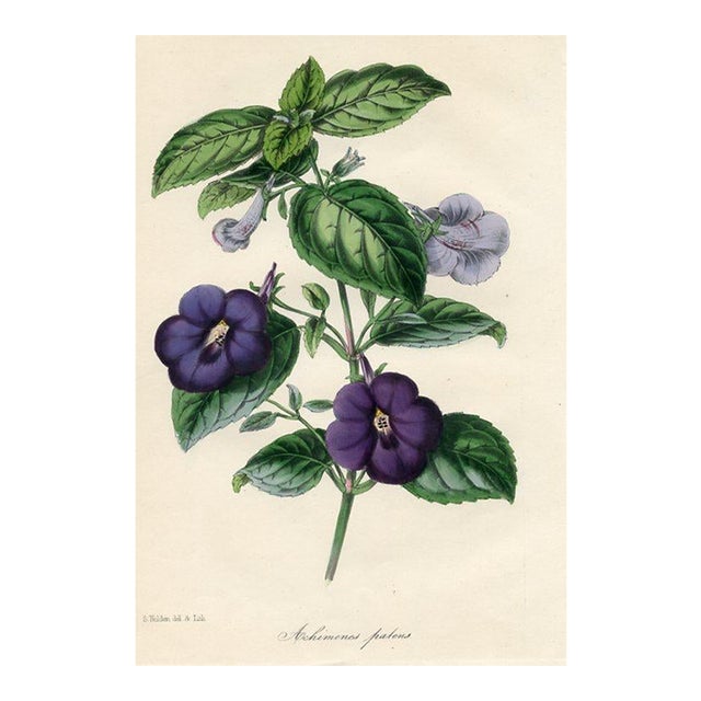 1847, Achimenes Botanical Print From Joseph Paxton, Original Antique Botanical Print, Lithograph, Hand-Colored, England For Sale