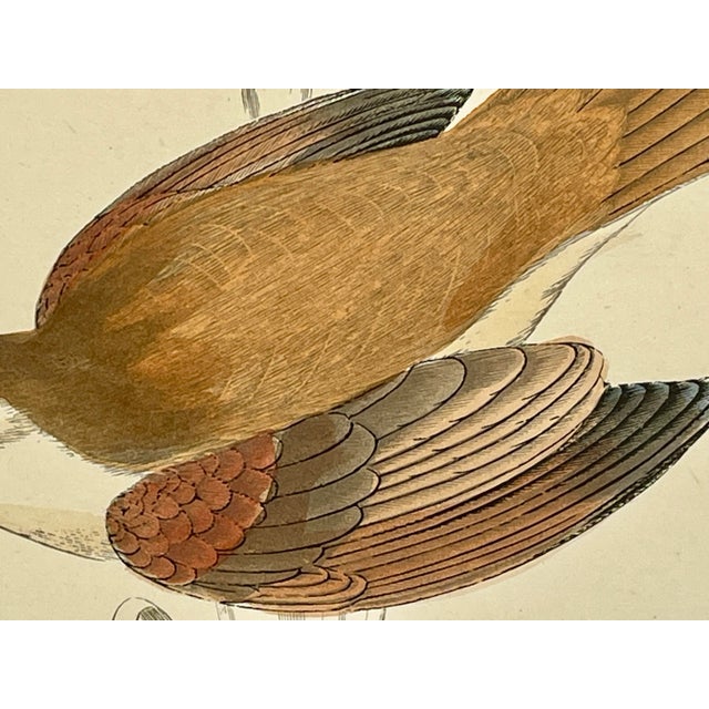Antique Hand Colored Bird Print From England Showcasing a Rufous Sedge Warbler - Circa 1888 For Sale In Dallas - Image 6 of 10