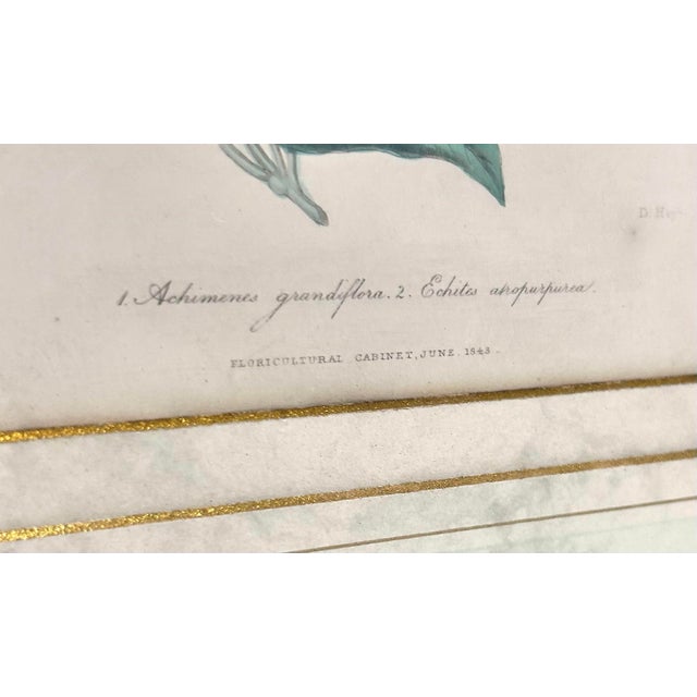19th-Century Antique Framed Botanicals Hand-Colored Engravings of Geraniums in Gilded Frames For Sale In Louisville - Image 6 of 12