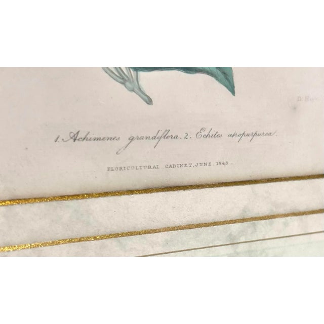 19th Century Hand-Colored Botanical Engravings of Geraniums – Framed Pair, Circa 1840s For Sale In Louisville - Image 6 of 12