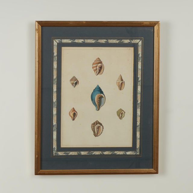 Set of Eight Antique Hand Colored Seashell Prints For Sale - Image 18 of 18