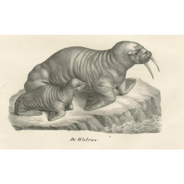 Walruses in Arctic Habitat with Calf Illustration, 1836, Paper For Sale - Image 4 of 11