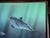 Textile William Schimmel Jr. "Passage of the Dolphin" Original Oil Painting, Signed 1987, 30x40 For Sale - Image 7 of 10