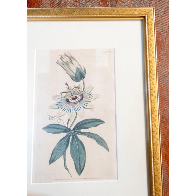 Late 18th Century 18th Century Hand Colored Passionflower Engraving From Curtis Botanic Magazine For Sale - Image 5 of 11