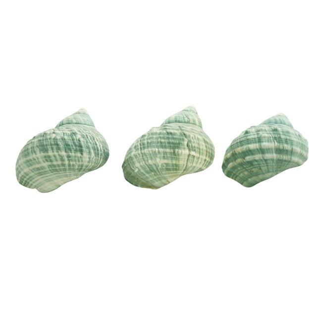 Aqua Textural Turbo Shells – Set of 3 (B) For Sale - Image 4 of 5