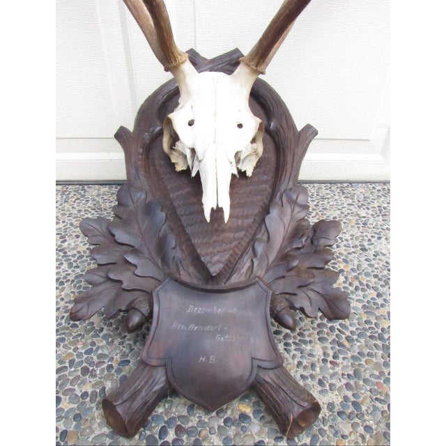 Vintage Black Forest Mounted Deer Antlers For Sale - Image 16 of 16