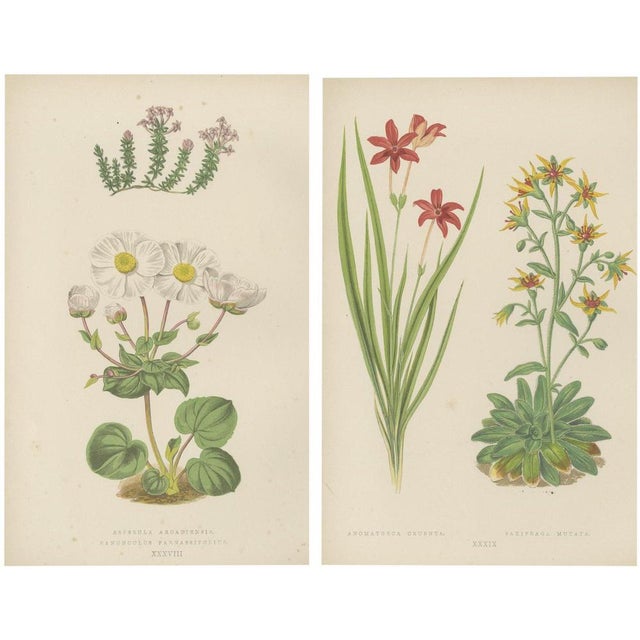 Bell, Alpine Botanical Illustrations of Anomatheca and Saxifrage, 1874, Lithographs, Set of 2 For Sale - Image 10 of 10