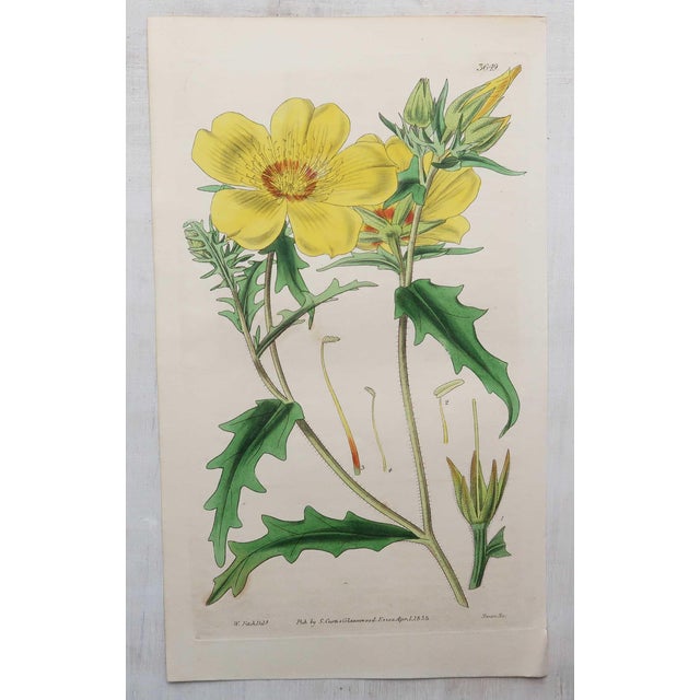 After William Fitch, Botanical Illustrations, 1838, Engravings, Set of 12 For Sale - Image 4 of 14