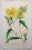 After William Fitch, Botanical Illustrations, 1838, Engravings, Set of 12 For Sale - Image 4 of 14