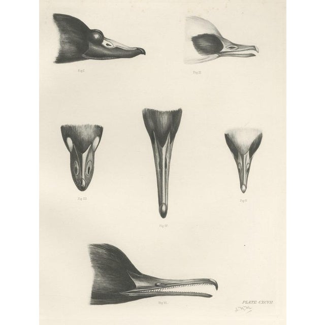 Lilian Marguerite Medland, Bills of the Sawbills and Sea Ducks, 1909, Print For Sale - Image 9 of 9