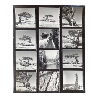 Vintage California Yosemite Contact Sheet Photographs For Sale