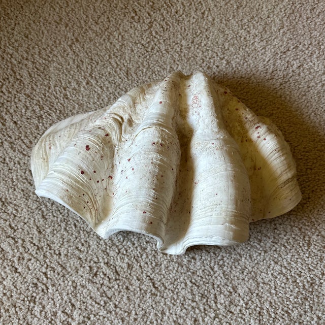 1950s Large 9 Pounds Genuine Ocean Giant Clam Shell Real Tridacna Gigas 16.5 Inch by 11” For Sale - Image 4 of 11