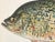 Late 19th Century Original Antique Chromolithograph the Calico Bass Fish Print by Tarleton Bean Circa 1890 For Sale - Image 5 of 5