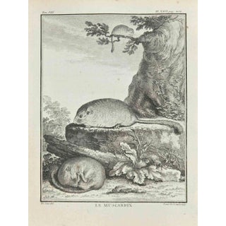 Louis Legrand, Le Muscardin, Etching, 1771 For Sale