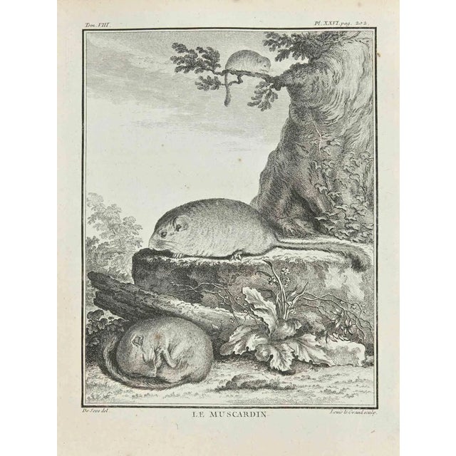 Louis Legrand, Le Muscardin, Etching, 1771 For Sale