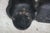 Metal Vintage Cast Iron Four Black Cats Silhouette Doorstop Paperweight 10" For Sale - Image 7 of 10