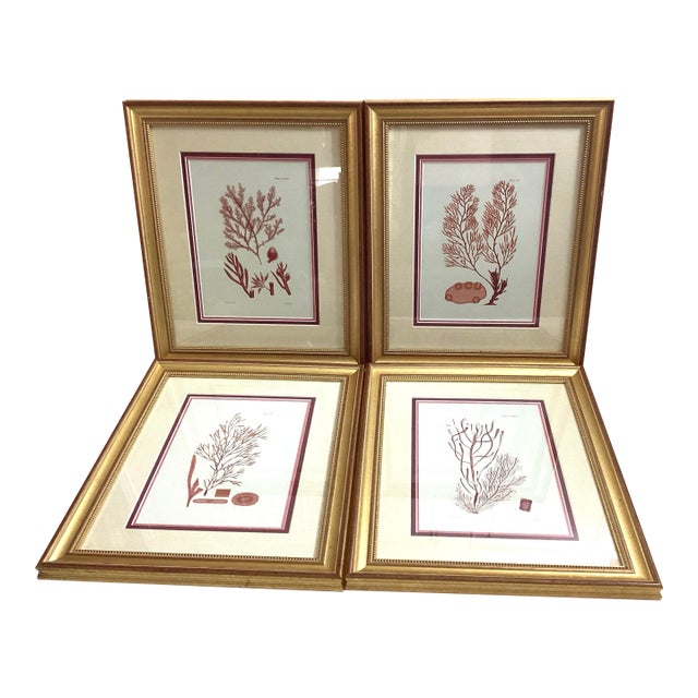 Set of 4 William Henry Harvey Seaweed For Sale