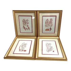 Set of 4 William Henry Harvey Seaweed