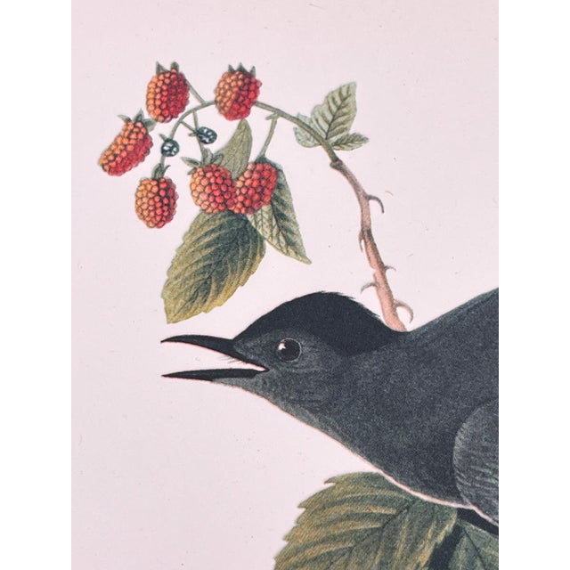 1964 Audubon Folio Lithograph Great Bird Paintings - "Cat Bird" 17x14 For Sale In New York - Image 6 of 8