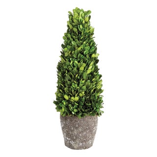 Boxwood Cone Topiary Drop-In 16" For Sale