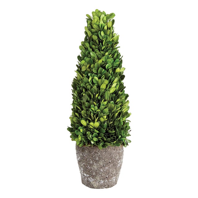 Boxwood Cone Topiary Drop-In 16" For Sale