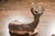 Brown Vintage Pair of Midcentury American Deer Sculptures with Weathered Patina For Sale - Image 8 of 9