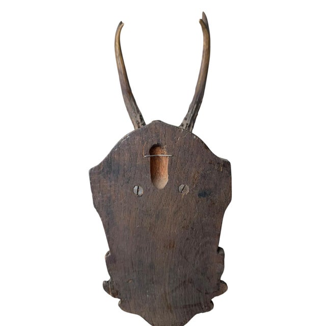 1900 - 1909 Roe Deer Trophy 84 Black Forest Antlers Mount For Sale - Image 5 of 5