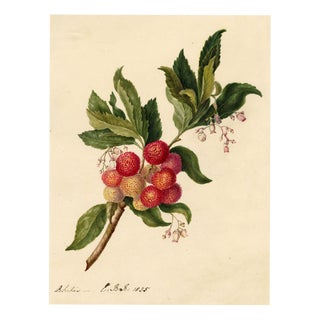 E.B.R. Strawberry Tree (Arbutus unedo) Branch with Fruit For Sale