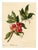 E.B.R. Strawberry Tree (Arbutus unedo) Branch with Fruit For Sale