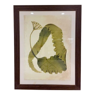 Oversized Natural Curiosities Harvey Seaweeds Botanical Print – Framed For Sale