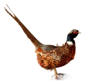 Mid 20th Century Taxidermy Ring-Neck Pheasant