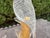 1950s Pair of Murano Glass Parrots For Sale - Image 10 of 11
