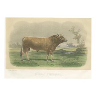 After Van Marcke, Parthenais Bull, , 1873, Paper For Sale