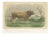 After Van Marcke, Parthenais Bull, , 1873, Paper For Sale