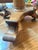 Traditional Antique American Empire Style Pedestal Table For Sale - Image 3 of 7
