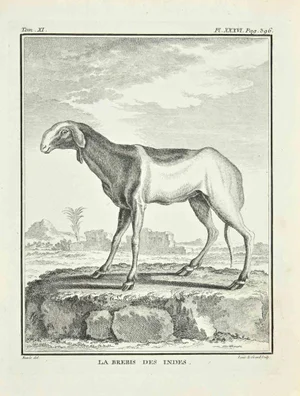 Louis Legrand, Le Brebis, Etching, 1771