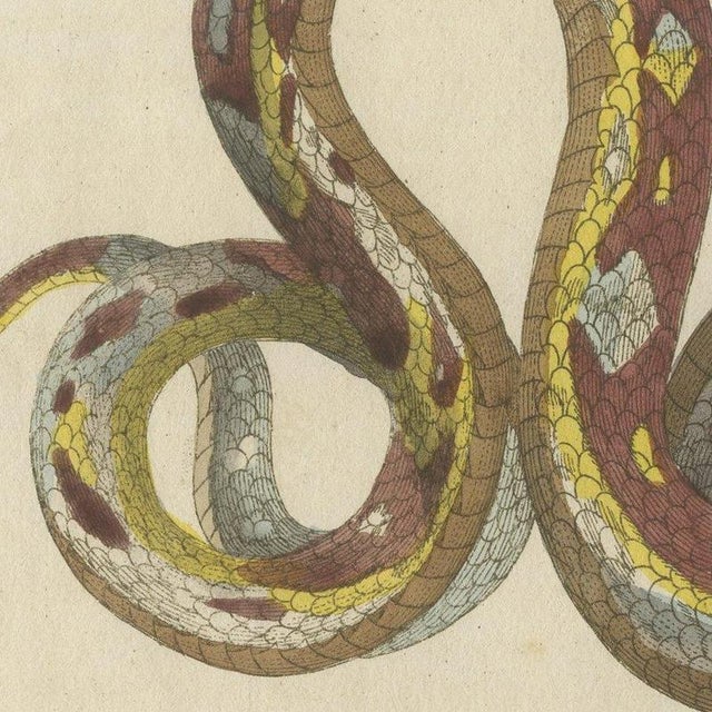 Yellow Bertuch, Two Patterned Snakes in Coils, 1805, Print For Sale - Image 8 of 12