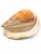 1990s 7 Inch Natural Seashell in Cream and Warm Peach Tones For Sale - Image 5 of 5