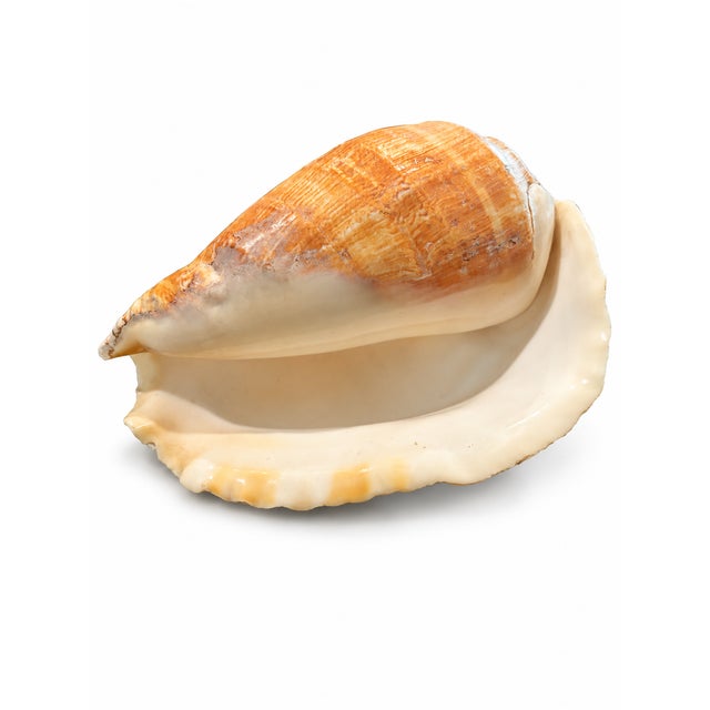 1990s Natural Seashell in Cream and Warm Peach Tones For Sale - Image 5 of 5