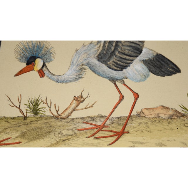 "Three Herons" - Hand Watercolor Engraving by Nicolas Robert For Sale - Image 4 of 5