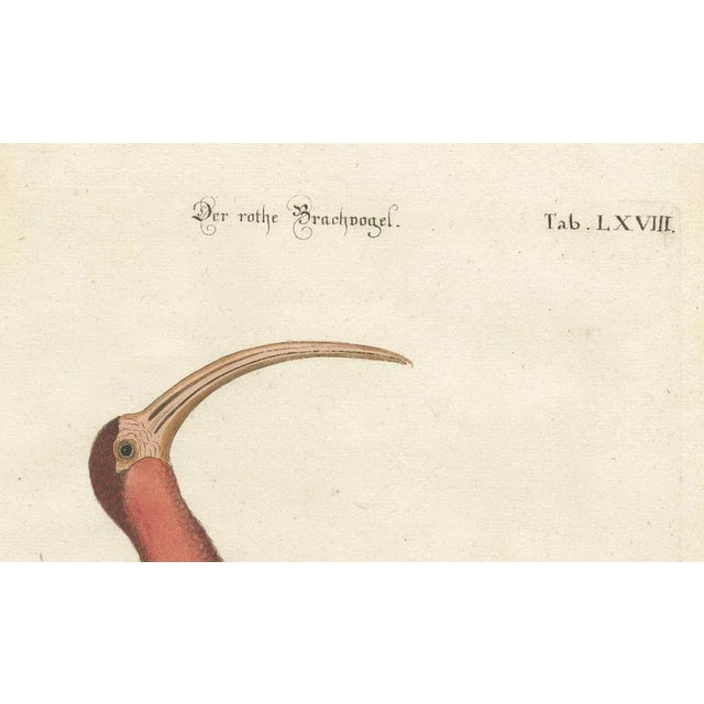 Johann Michael Seligmann, Red Curlew, 1770, Hand-Colored Engraving For Sale - Image 4 of 9