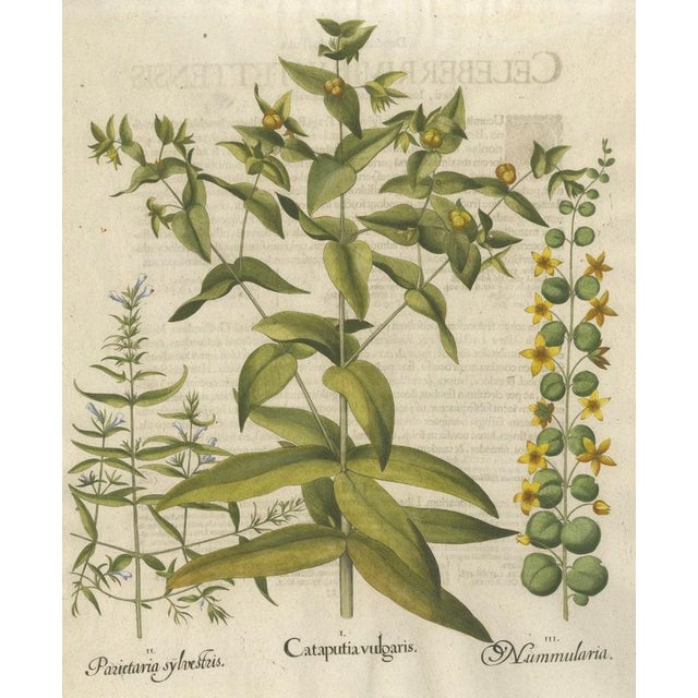 Baroque Basilius Besler Spurge, Glasswort & Pennywort Botanical Engraving, 1613, Engraving For Sale - Image 3 of 10