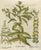 Baroque Basilius Besler Spurge, Glasswort & Pennywort Botanical Engraving, 1613, Engraving For Sale - Image 3 of 10