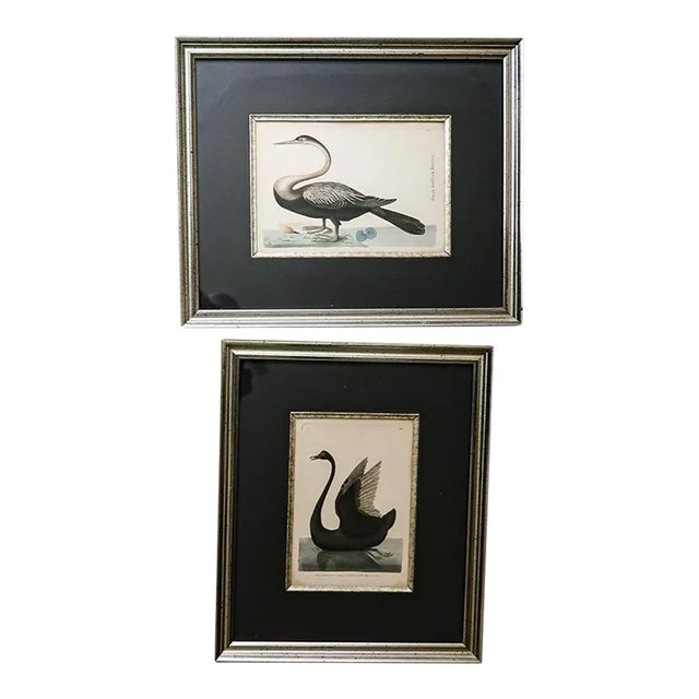 Original 1790s Pair Frederick Polydore Nodder Hand Colored Engravings of Birds Laid & Wove Paper For Sale