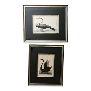 Original 1790s Pair Frederick Polydore Nodder Hand Colored Engravings of Birds Laid & Wove Paper