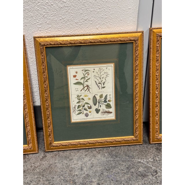 Mid 20th Century W. King Ambler Antique Botanical Engravings, Set of Three For Sale - Image 5 of 12