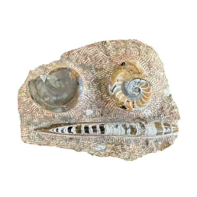 15th Century & Earlier Ammonite and Orthoceras Fossil Plaque - Organic Modern Prehistoric Art For Sale - Image 5 of 10