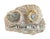 15th Century & Earlier Ammonite and Orthoceras Fossil Plaque - Organic Modern Prehistoric Art For Sale - Image 5 of 10