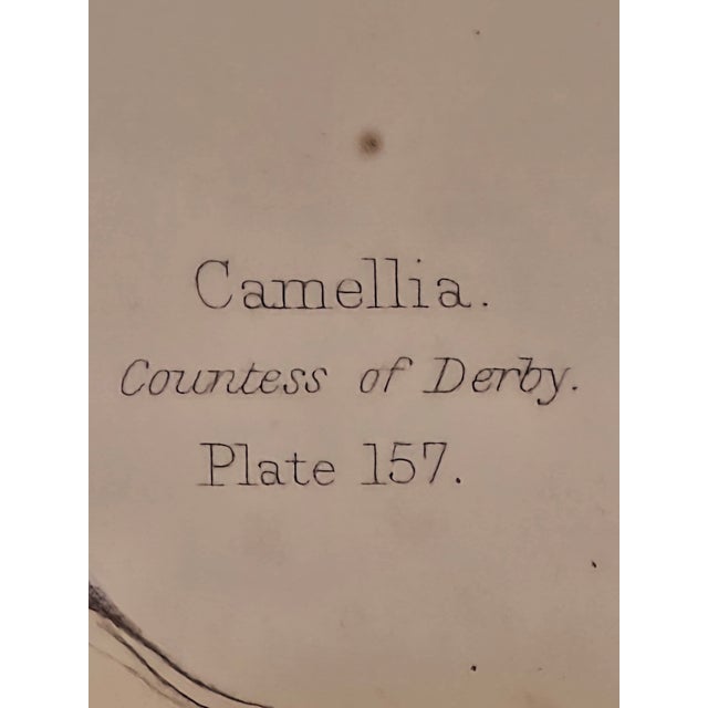 Framed Botanical Camellia Print "Countess of Derby" Plate 157 For Sale - Image 4 of 10