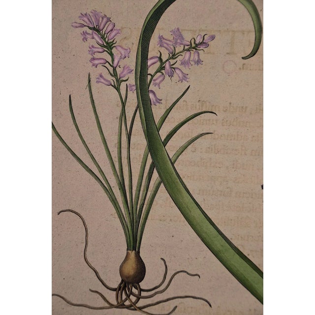 This is a hand-colored copper plate engraving depicting flowering "Hyacinthus Comosus Spurius" (Hyacinth), "Hyacinthus...